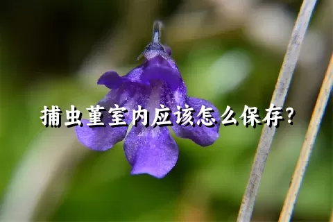 捕虫堇室内应该怎么保存？