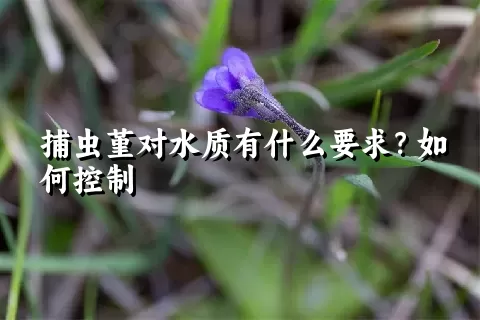 捕虫堇对水质有什么要求？如何控制