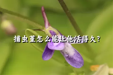 捕虫堇怎么能让他活得久？