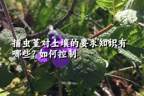 捕虫堇对土壤的要求知识有哪些？如何控制