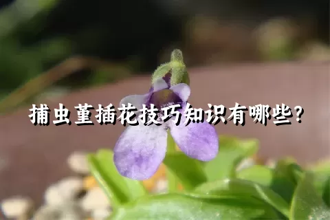 捕虫堇插花技巧知识有哪些？