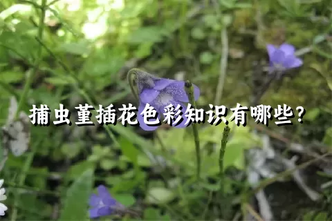 捕虫堇插花色彩知识有哪些？