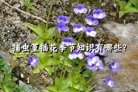 捕虫堇插花季节知识有哪些？