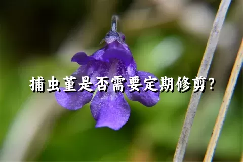 捕虫堇是否需要定期修剪？