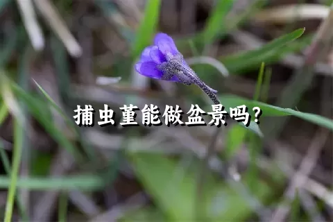 捕虫堇能做盆景吗？