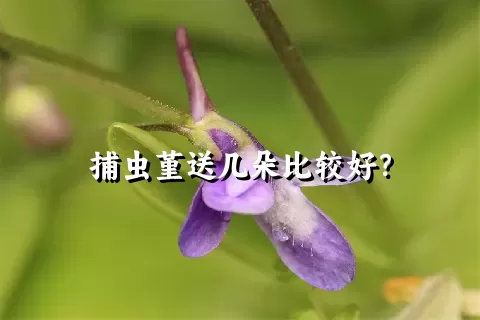 捕虫堇送几朵比较好？