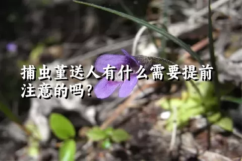 捕虫堇送人有什么需要提前注意的吗？