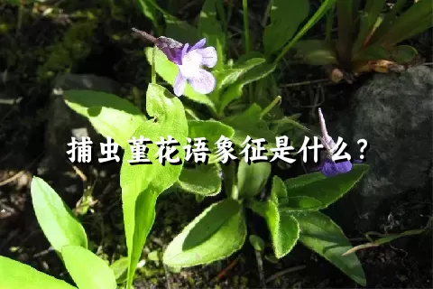 捕虫堇花语象征是什么？