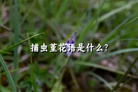 捕虫堇花语是什么？