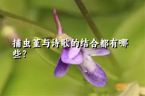 捕虫堇与诗歌的结合都有哪些？