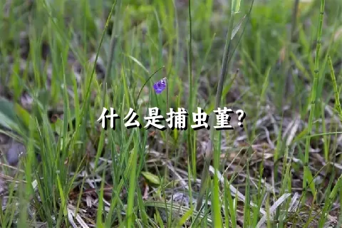 什么是捕虫堇？