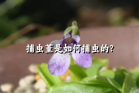 捕虫堇是如何捕虫的？