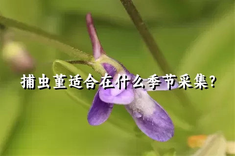 捕虫堇适合在什么季节采集？