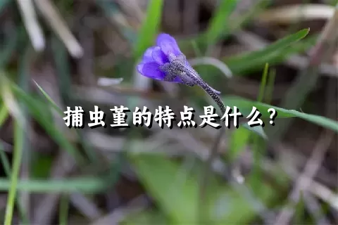 捕虫堇的特点是什么？