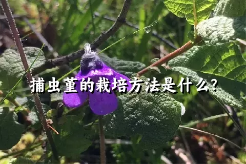 捕虫堇的栽培方法是什么？