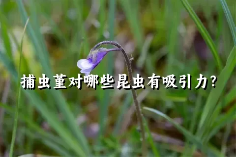 捕虫堇对哪些昆虫有吸引力？