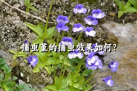 捕虫堇的捕虫效果如何？