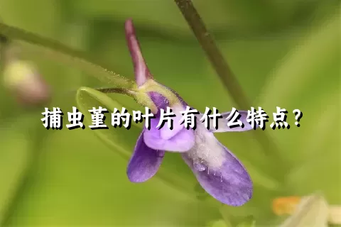 捕虫堇的叶片有什么特点？