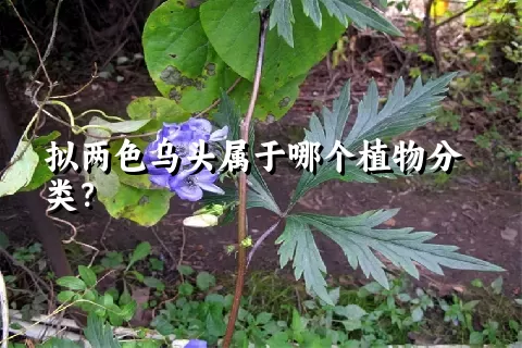 拟两色乌头属于哪个植物分类？