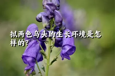 拟两色乌头的生长环境是怎样的？