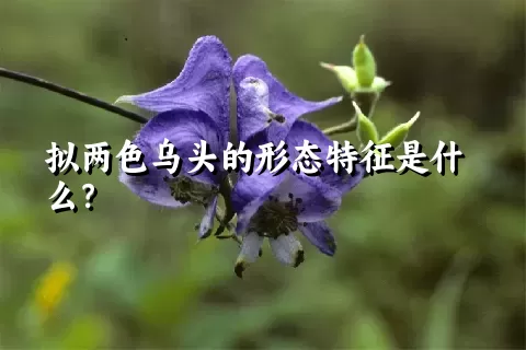 拟两色乌头的形态特征是什么？