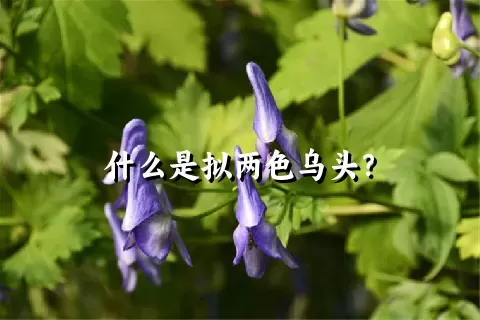 什么是拟两色乌头？