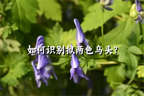 如何识别拟两色乌头？