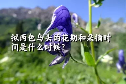 拟两色乌头的花期和采摘时间是什么时候？