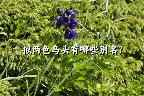 拟两色乌头有哪些别名？