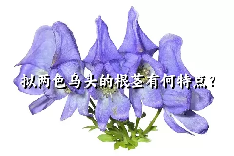 拟两色乌头的根茎有何特点？