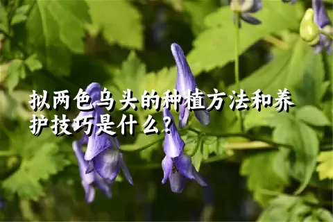 拟两色乌头的种植方法和养护技巧是什么？