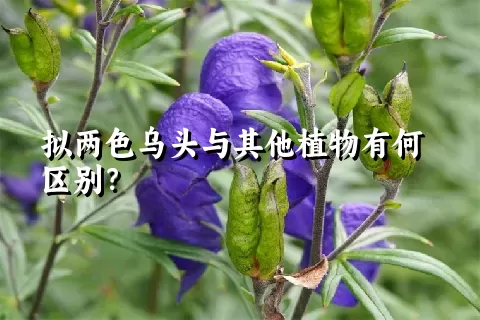 拟两色乌头与其他植物有何区别？