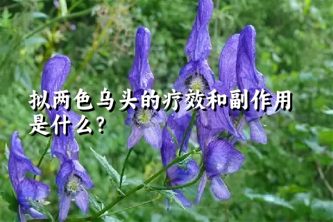 拟两色乌头的疗效和副作用是什么？