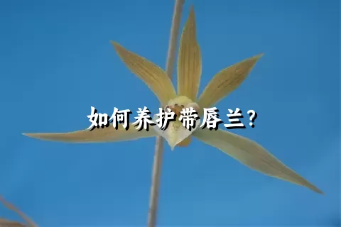 如何养护带唇兰？