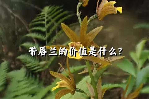 带唇兰的价值是什么？