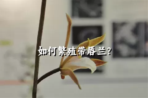 如何繁殖带唇兰？