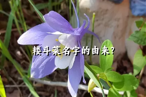 耧斗菜名字的由来？