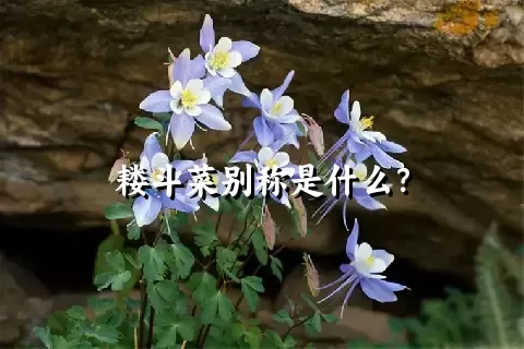 耧斗菜别称是什么？