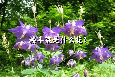 耧斗菜是什么花？