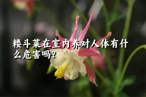 耧斗菜在室内养对人体有什么危害吗？