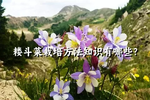 耧斗菜栽培方法知识有哪些？