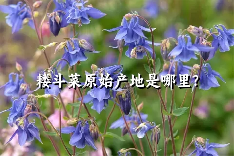 耧斗菜原始产地是哪里？