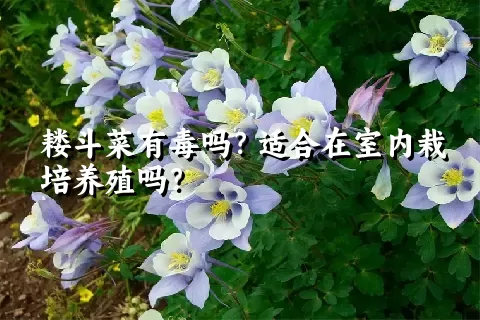 耧斗菜有毒吗？适合在室内栽培养殖吗？