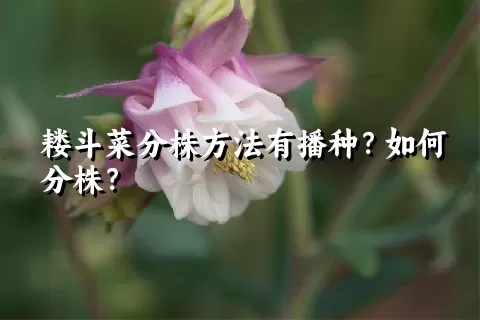 耧斗菜分株方法有播种？如何分株？