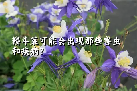 耧斗菜可能会出现那些害虫和疾病？