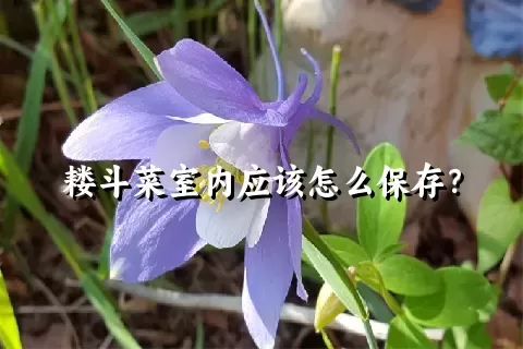 耧斗菜室内应该怎么保存？