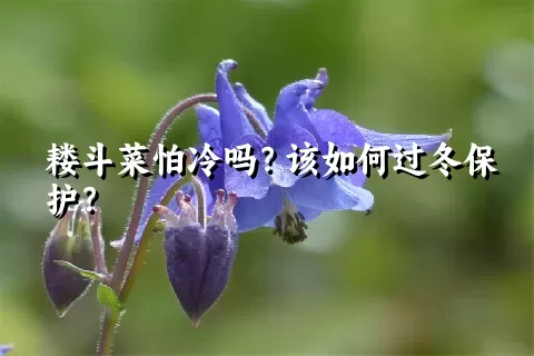 耧斗菜怕冷吗？该如何过冬保护？