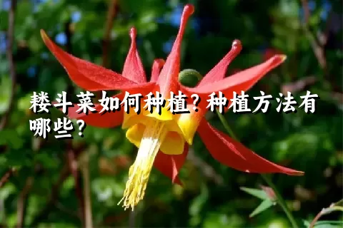 耧斗菜如何种植？种植方法有哪些？