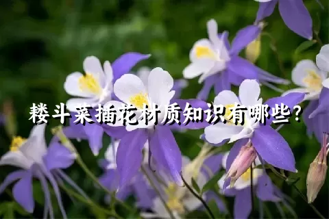 耧斗菜插花材质知识有哪些？