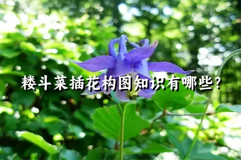 耧斗菜插花构图知识有哪些？